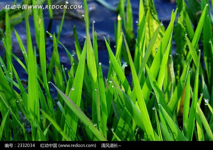 有太阳,露珠,小草,的作文-仿写《手指》的作文