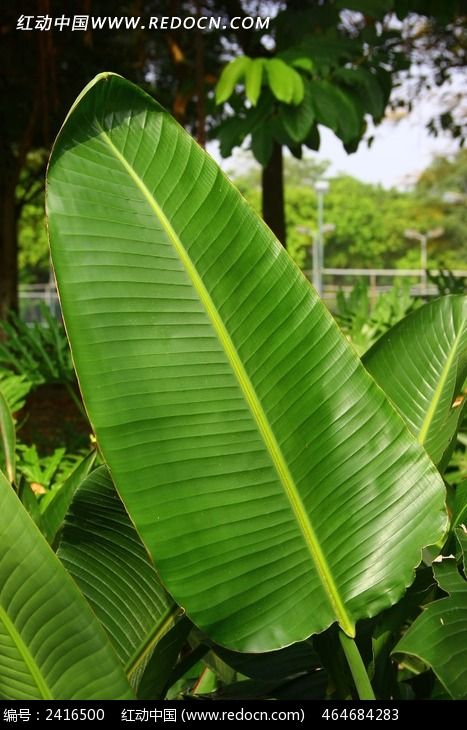 芭蕉树的叶子为什么像芭蕉扇-这是什么树的叶