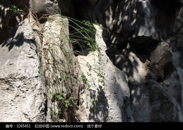《石缝中的小草》-阅读答案 松柏 如果石缝间只
