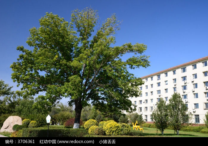 大树的枝叶非常茂盛改为比喻句-那棵树枝叶非