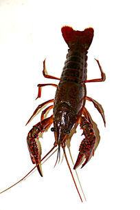 请问在沈阳哪里可以买到活的大龙虾?-在沈阳吃