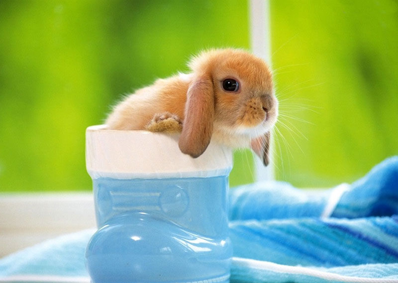 可爱兔兔+-+20091021