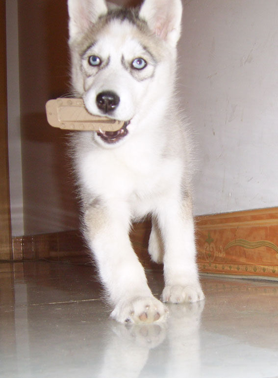 哈士奇的优缺点全面分析 - 日志 - shapigou设计