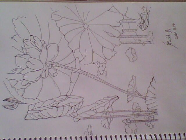 玫瑰花的画法铅笔画 水的画法 铅笔画 线描 宽640×480 ...