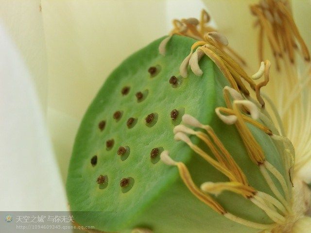 花心 画笔 画壁 荷花瓣 色彩 高清 初恋 英语 时尚案例图片 设计师红旗高清图片