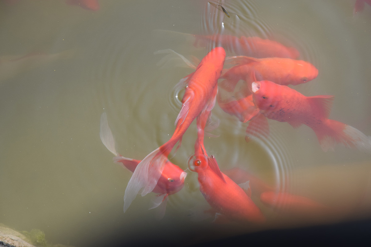 红鲤鱼欣赏