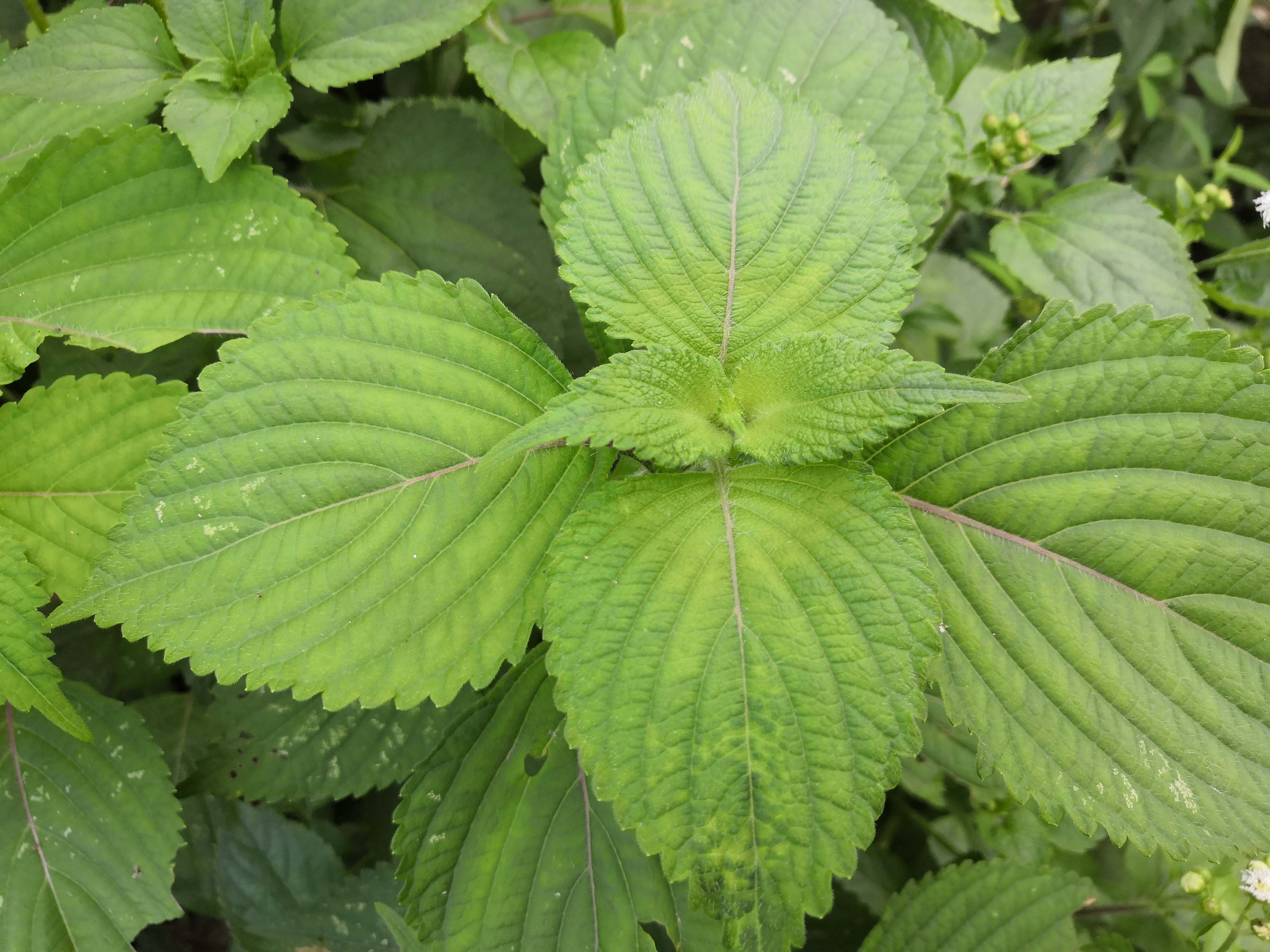 植物图鉴-白苏