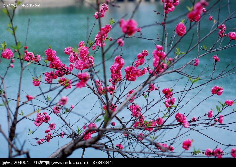 湖边的桃花树