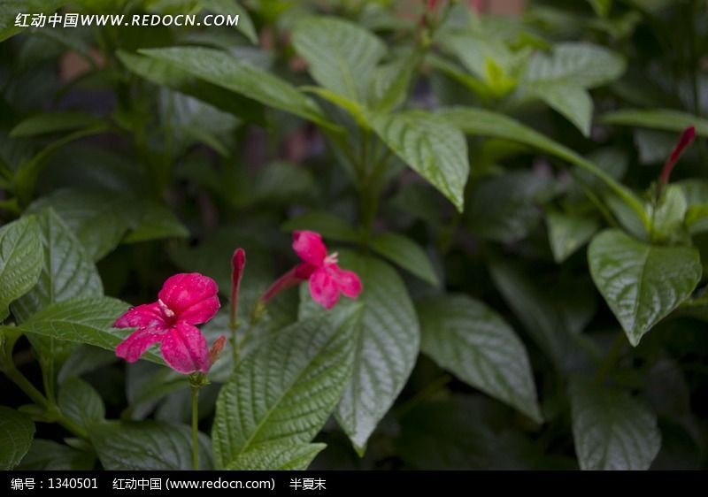 初夏公园雨后小花