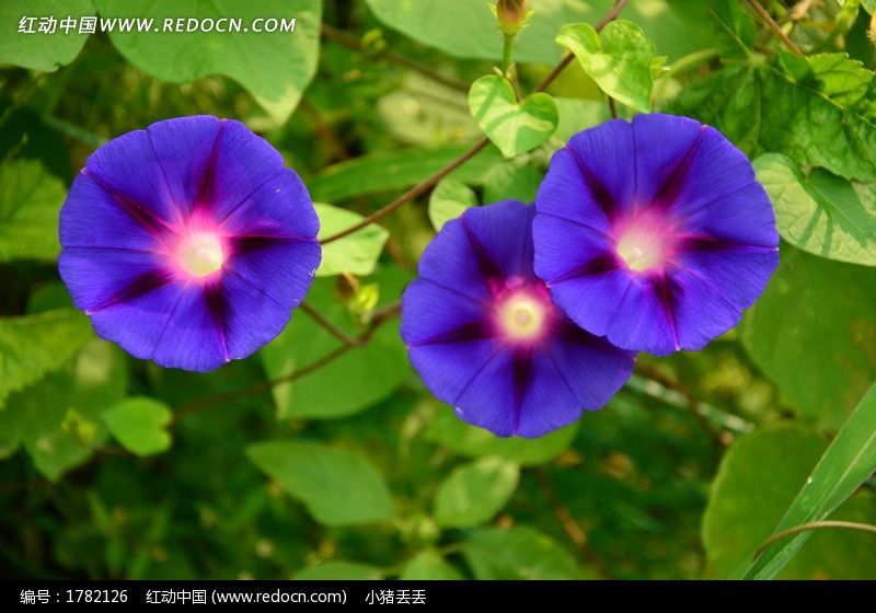 三朵漂亮的牵牛花