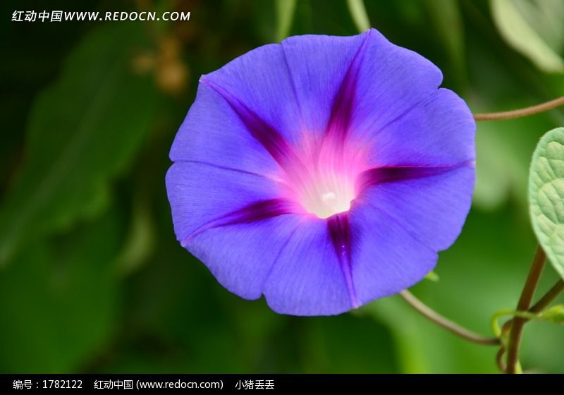 一朵牵牛花图片素材