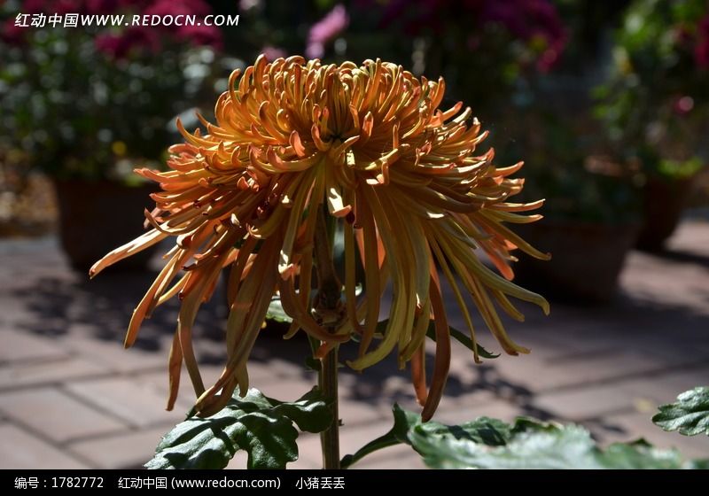 一朵菊色菊花特写高清图片下载_红动中国