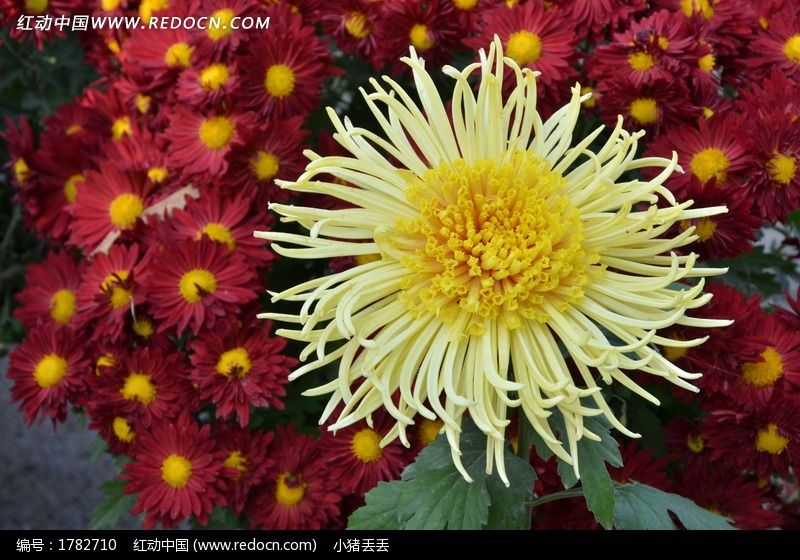 红色菊花中盛天的一朵黄菊花