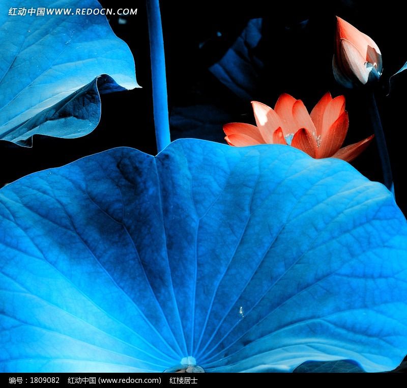 蓝叶荷花图片