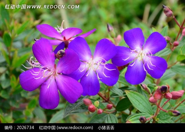 绿叶上盛开的紫色花朵