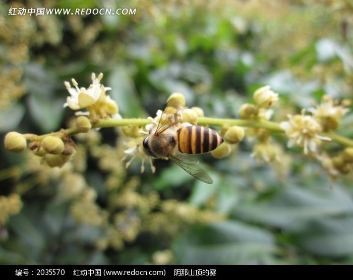 正在龙眼花上采蜜的蜜蜂