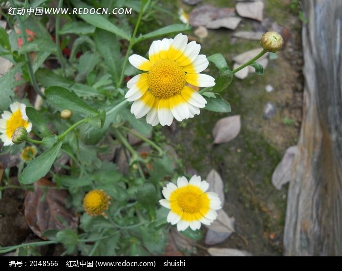 美丽的小菊花