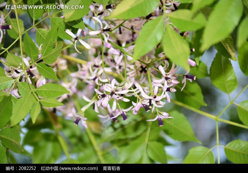 紫色清新苦楝花
