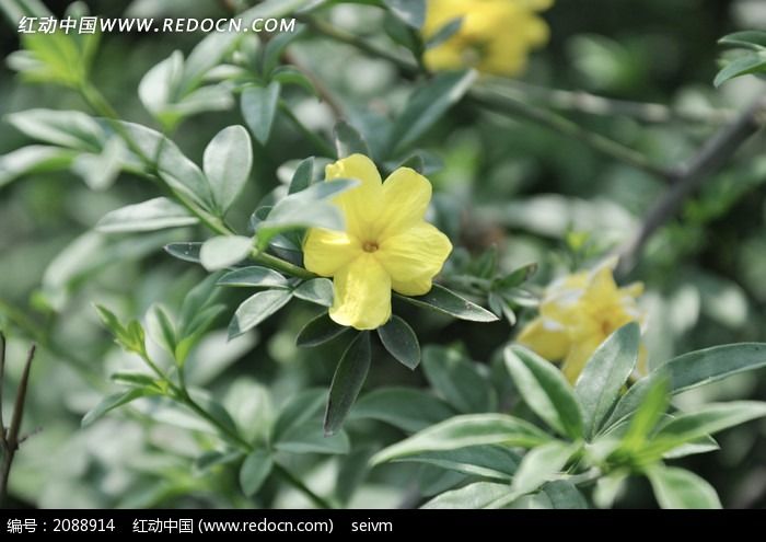 原创摄影图 动物植物 花卉花草 绿叶黄花