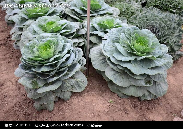 绿色盛开的白菜花