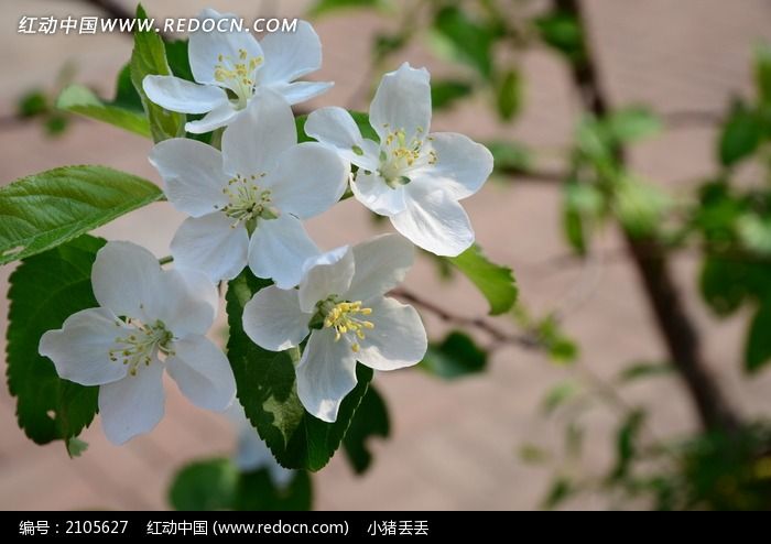 好看的白色梨花图片