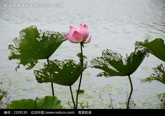 花姿优美的水中芙蓉