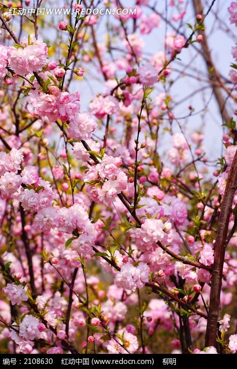 粉色梅花花丛