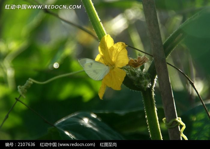 停留在黄色冬瓜花上的白色蝴蝶图片 图片 红动手机版