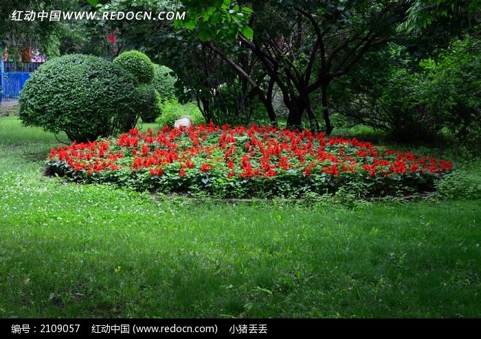 草地上圆形的玫瑰花坛