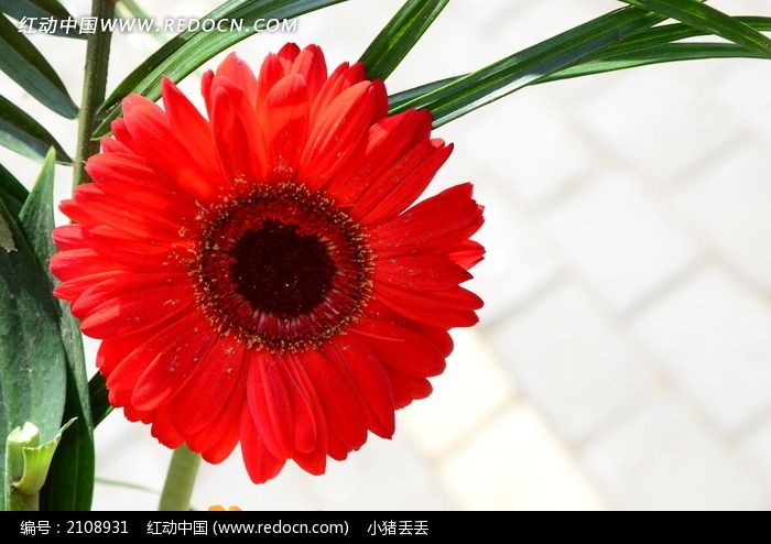 香气扑鼻的红色野菊花