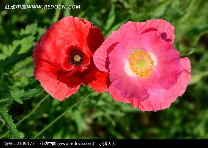 绝色双娇的红色和粉色虞美人