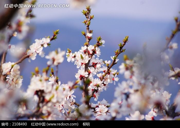 梅花 花枝