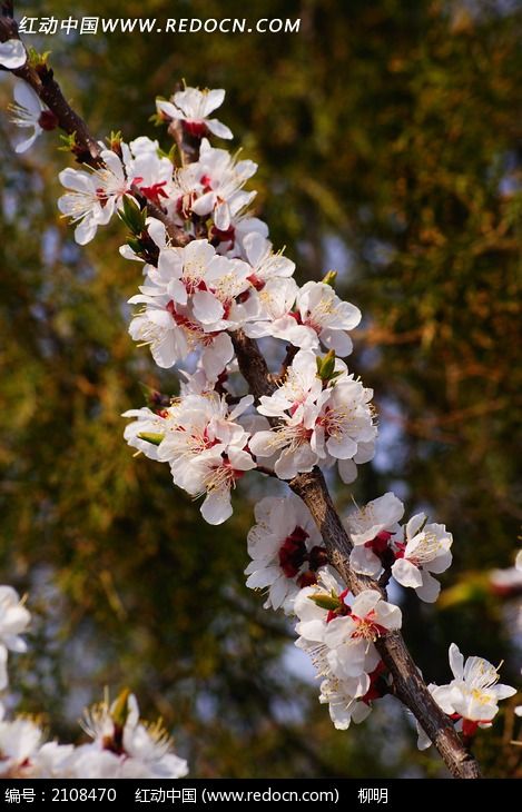 花枝 梅花枝