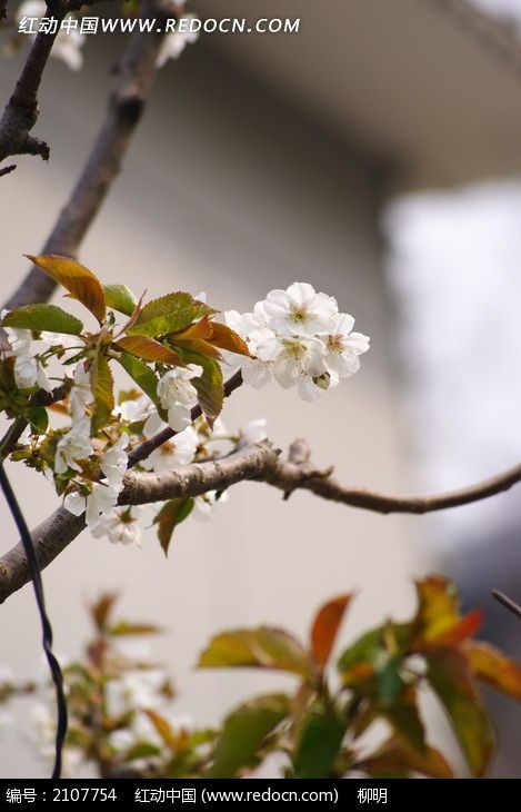 花枝 梅花枝