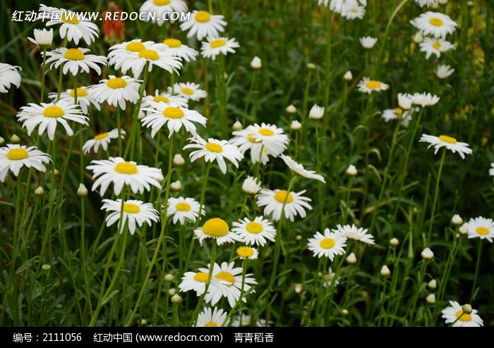 清新美丽的菊花花丛