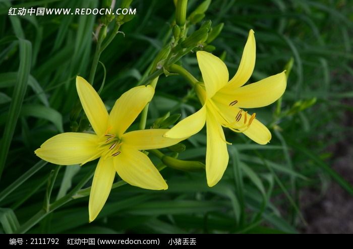 黄花菜