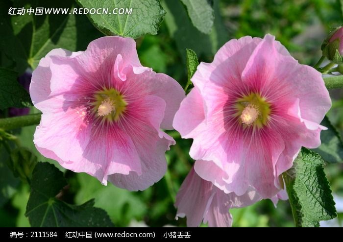 如娇的粉色 木槿花