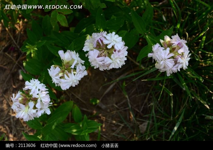 百花齐放的白色香玉花