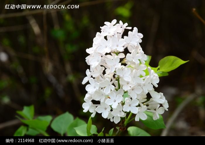 一支淡雅的白色丁香花