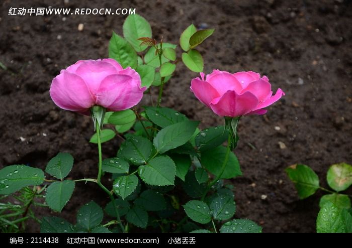 艳丽耀眼的两朵粉色月季 花