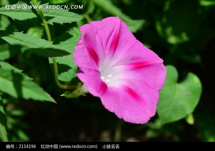 粉色牵牛花