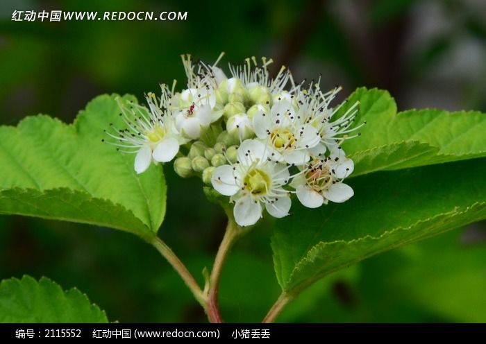 绿色叶子和白色的风箱果