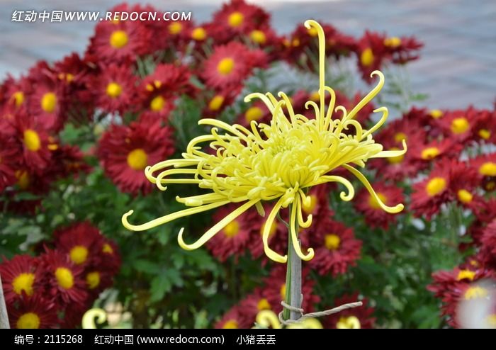 一朵黄色的独头菊