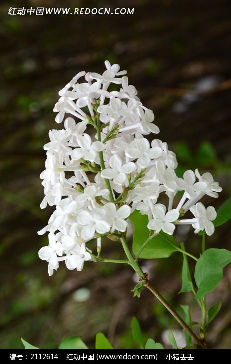 一支白色的清香丁香花