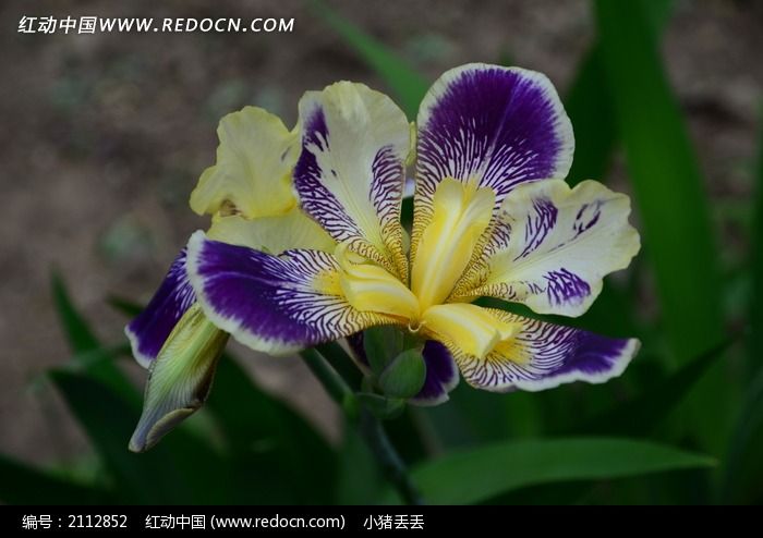 鲜艳紫黄色鸢尾花