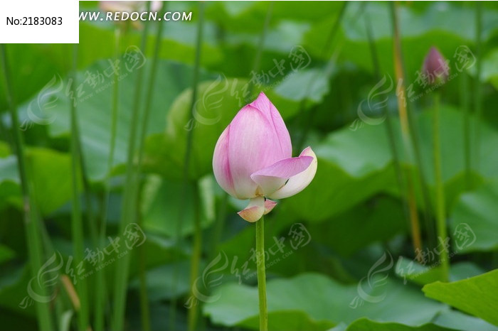 含苞待放的荷花