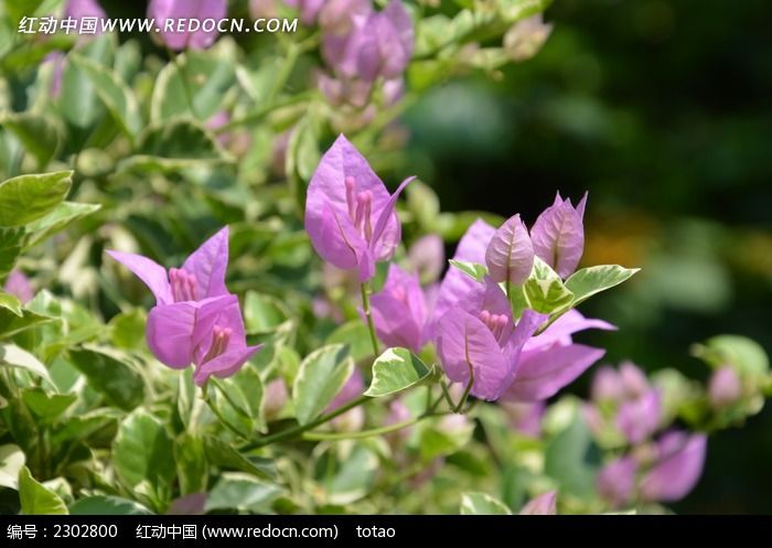 阳光下的叶子花