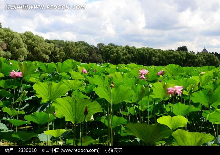 荷花池