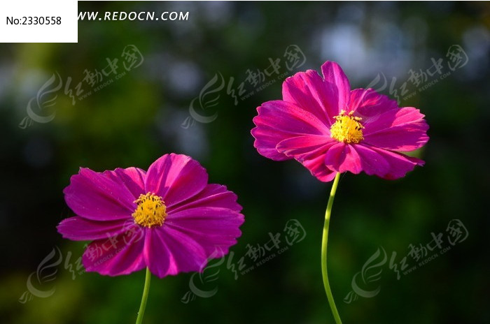 两朵粉色波斯菊