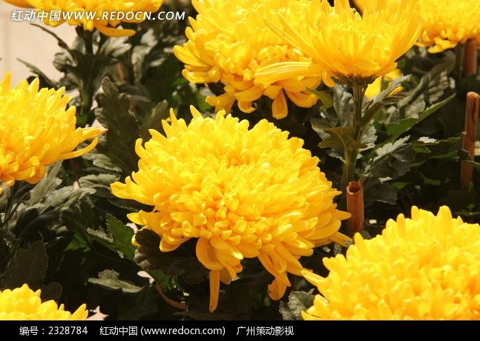 秋天的菊花